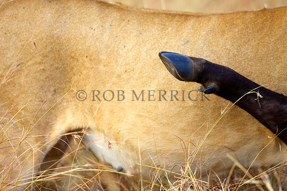 LionMara_076
