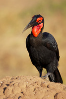 GroundHornbillMara_002