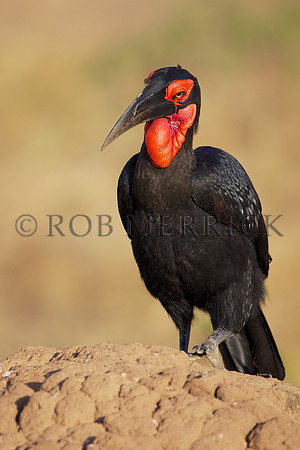 GroundHornbillMara_002