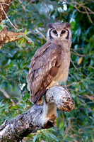 EagleOwlMara_001