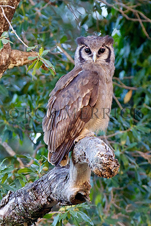 EagleOwlMara_001