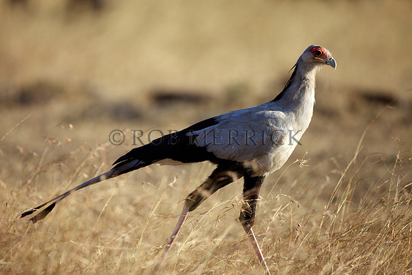 SecretaryBirdMara_002
