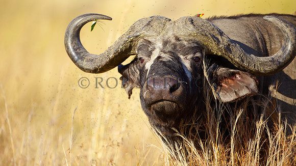 CapeBuffaloMara_006
