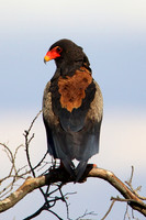 BateleurEagleMara_001