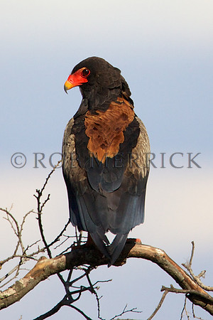 BateleurEagleMara_001