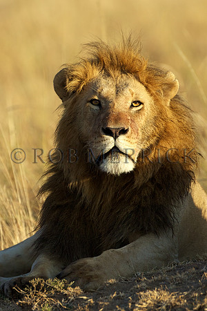 LionMara_062