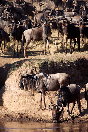 WildebeestMara_008