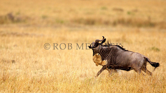 LionMara_049