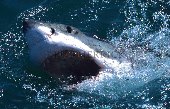 GreatWhiteSharkHermanus_001