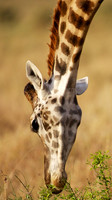 GiraffeSamburu_001