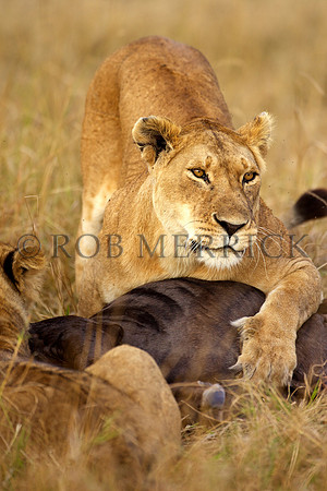 LionMara_051