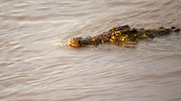 CrocMara_007