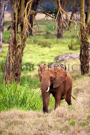ElephantLewa_034