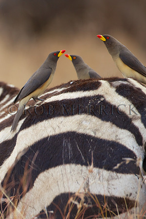 OxPeckersLewa_002