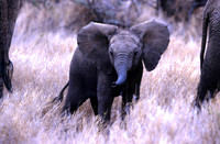 ElephantLewa_005