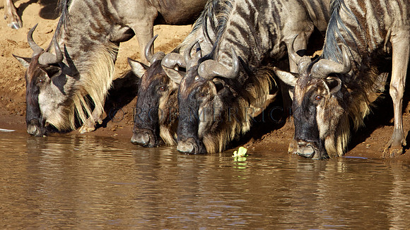 WildebeestMara_010