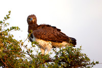 HawkEagleLewa_001