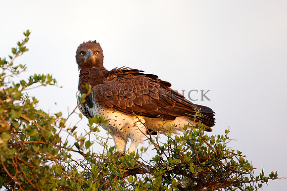 HawkEagleLewa_001