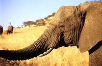 ElephantLewa_028