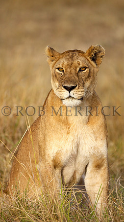 LionMara_054