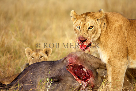 LionMara_056