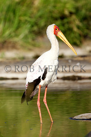 Yellow-billedStorkMara_001