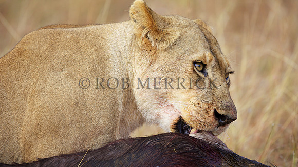 LionMara_067