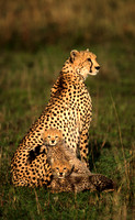 CheetahMara_013