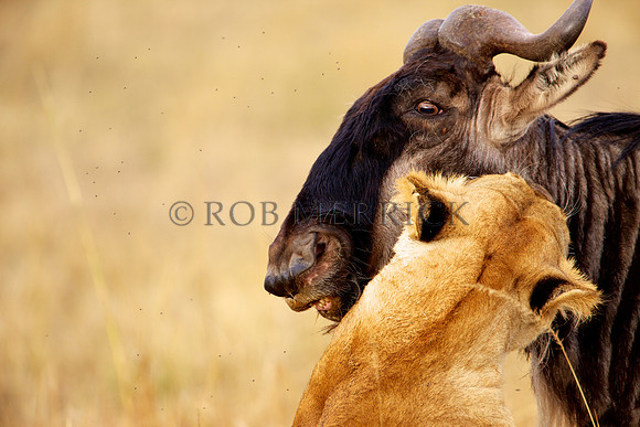 LionMara_072