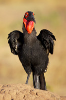 GroundHornbillMara_001