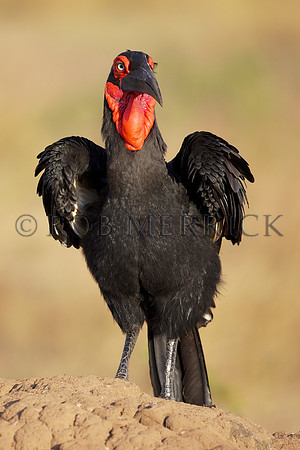 GroundHornbillMara_001