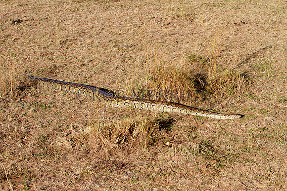 PythonSnakeMara_003