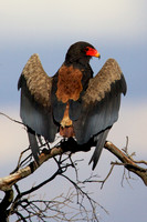 BateleurEagleMara_001