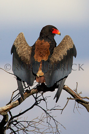 BateleurEagleMara_001