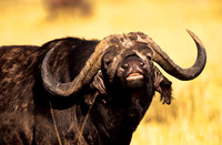 CapeBuffaloMara_001