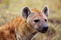 HyenaMara_009