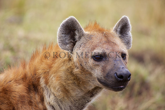 HyenaMara_009
