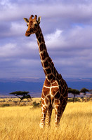 GiraffeLewa_002