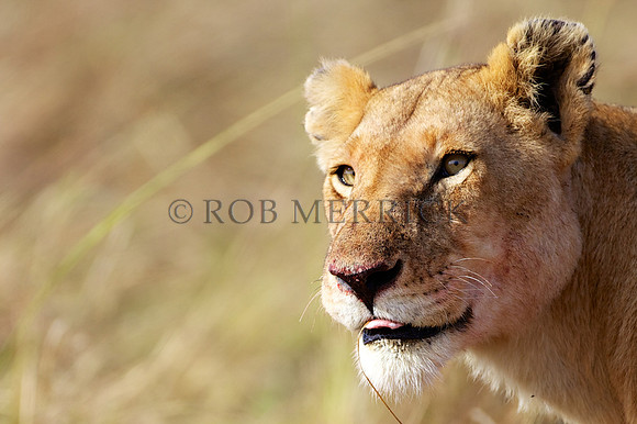 LionMara_063