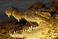 CrocMara_006