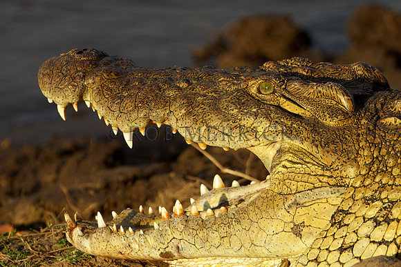 CrocMara_006