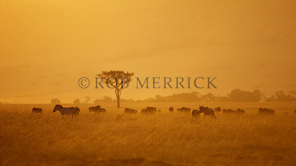 Mara_039
