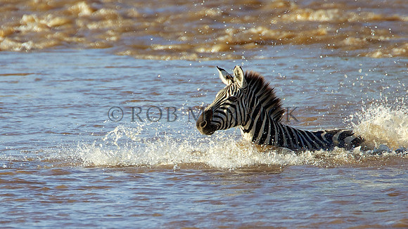 CommonZebraMara_007