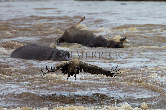 VultureMara_003