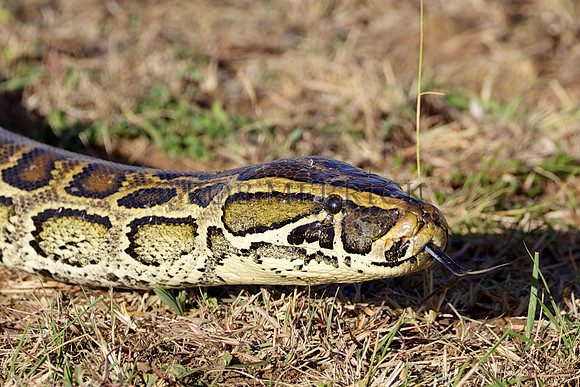 PythonSnakeMara_007