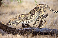 CheetahLewa_015