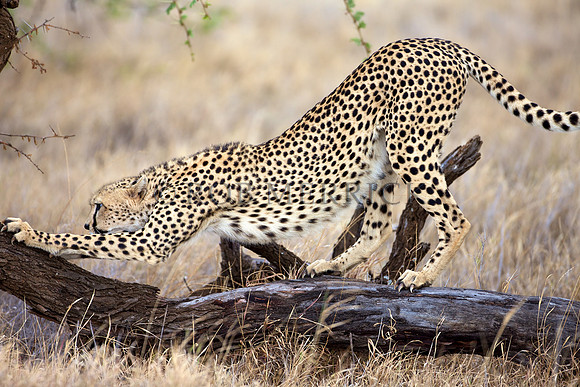 CheetahLewa_015