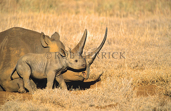 BlackRhinoLewa_003