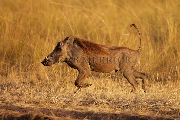 WarthogMara_004
