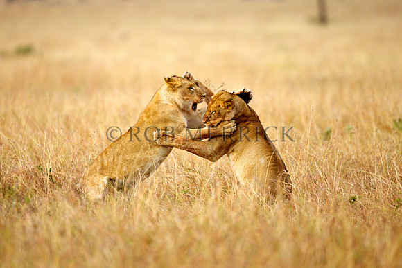 LionMara_009